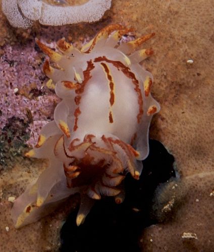 Okenia amoenula